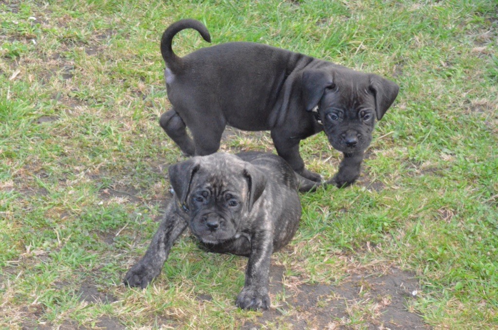 Palazzo sales cane corso