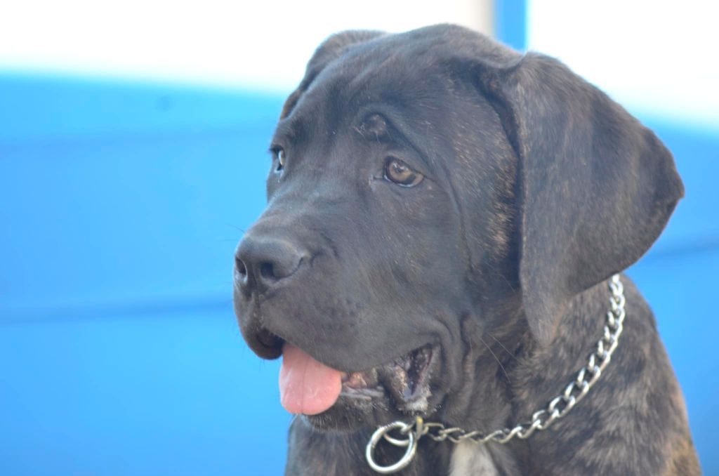 Palazzo-Casanova Tyson