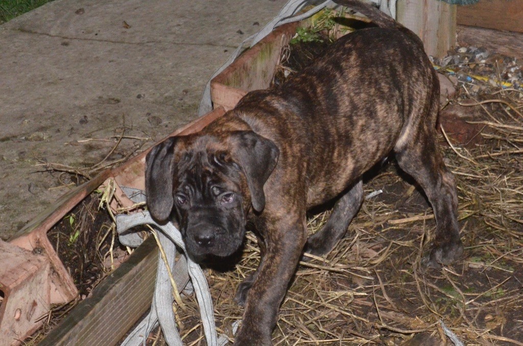 Palazzo-Casanova - Cane Corso - Portée née le 13/10/2022