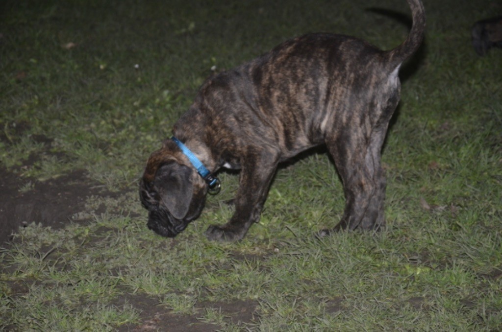 Palazzo-Casanova - Chiots disponibles - Cane Corso