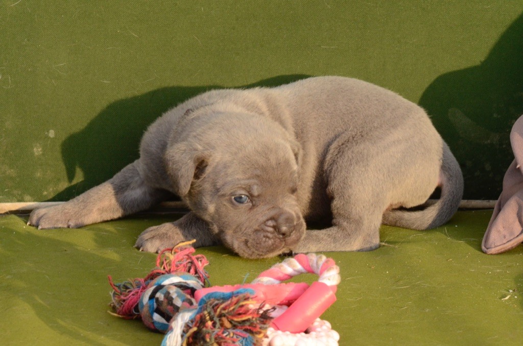 Palazzo-Casanova - Cane Corso - Portée née le 28/08/2020