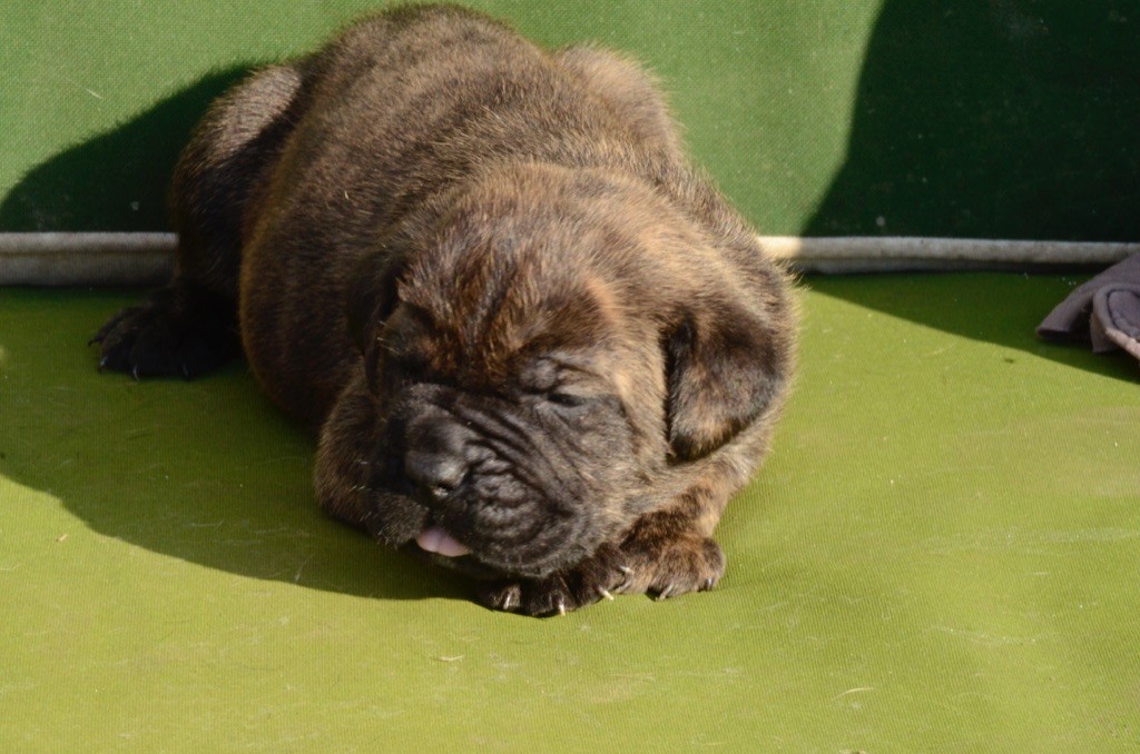 Palazzo-Casanova - Cane Corso - Portée née le 18/08/2020
